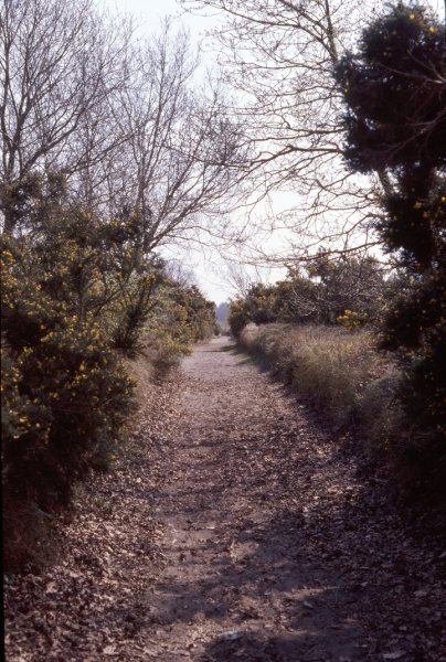 The main path through the common