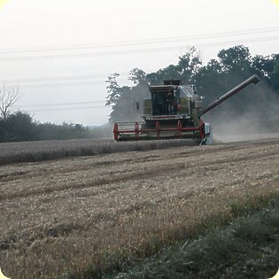 Evening harvest near Stone Farm