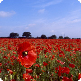 Poppies along Station Road