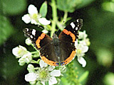 Butterfly in the chestnut woods near Beversham