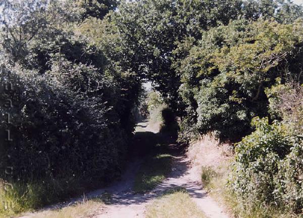 allotmentlane.jpg